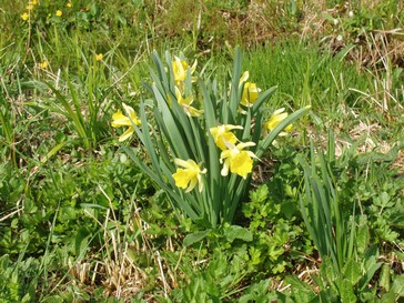 Jonquille sauvages dans les prs autour de Grardmer